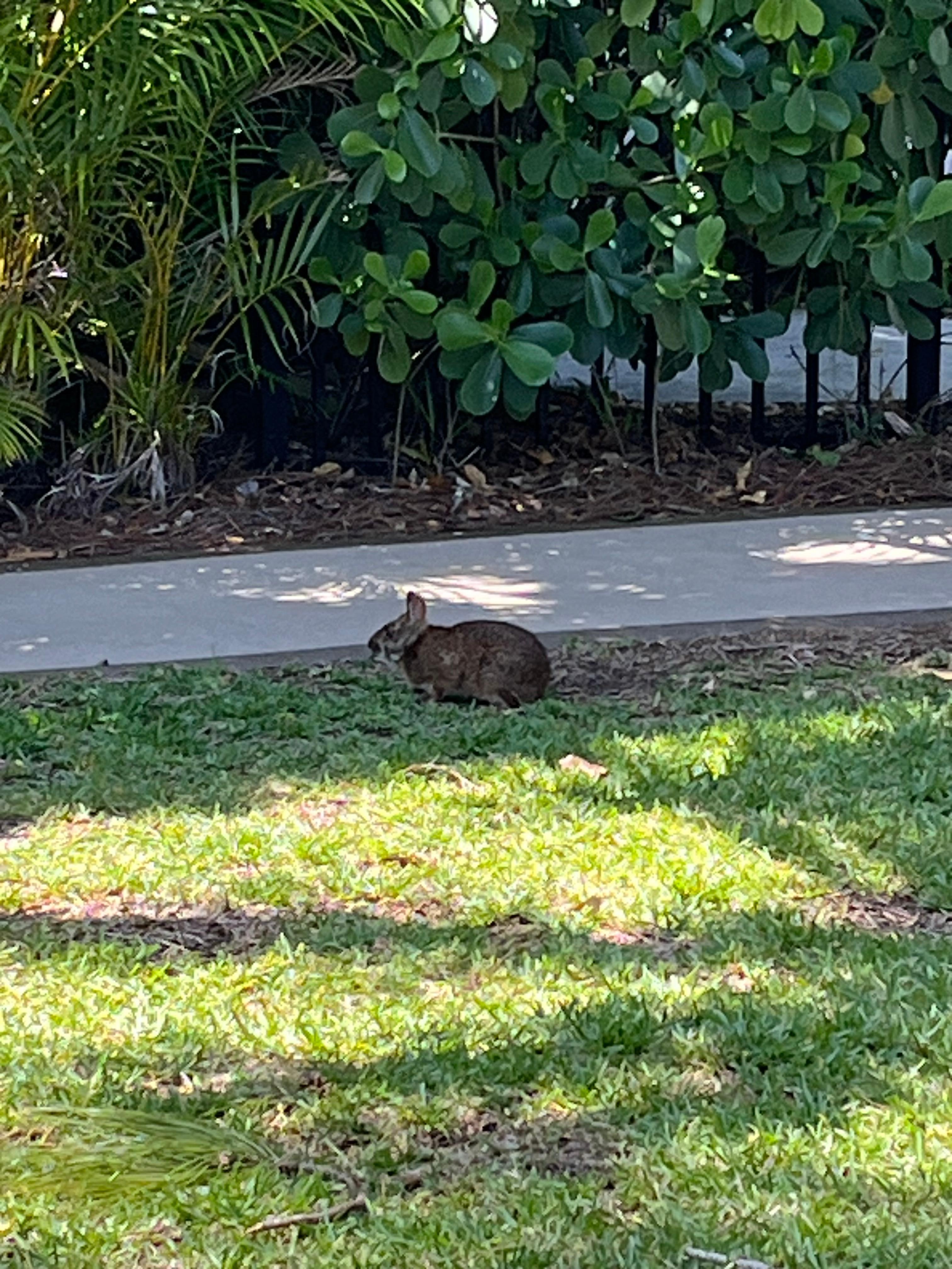 Random Floridian bunny