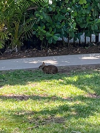 Random Floridian bunny