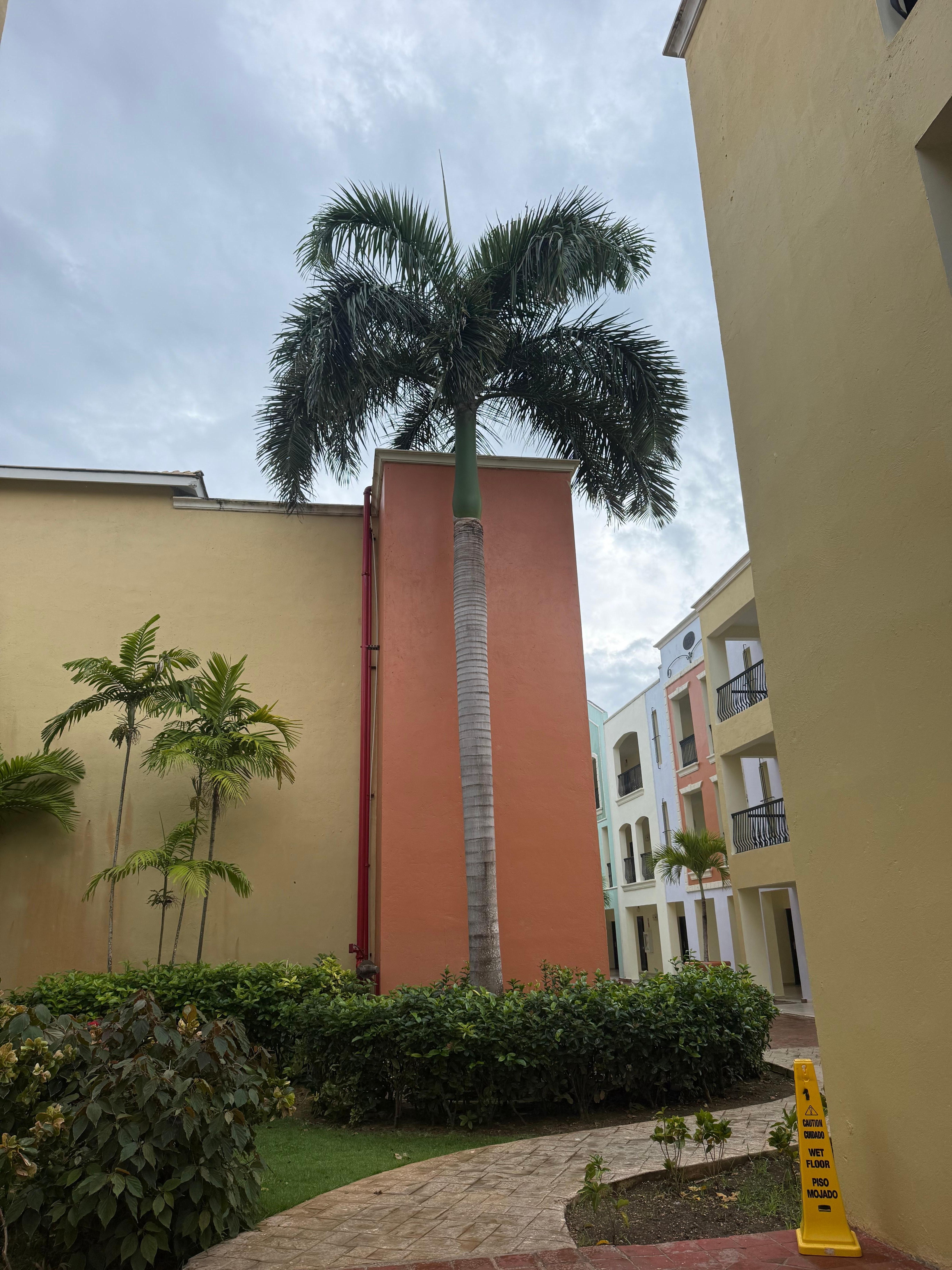 The perfect Palm Tree!