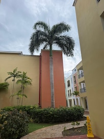 The perfect Palm Tree!