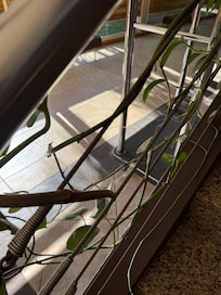 Telha de aranha por todos os lados do hotel, inclusive no quarto