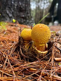 Mushrooms were out
