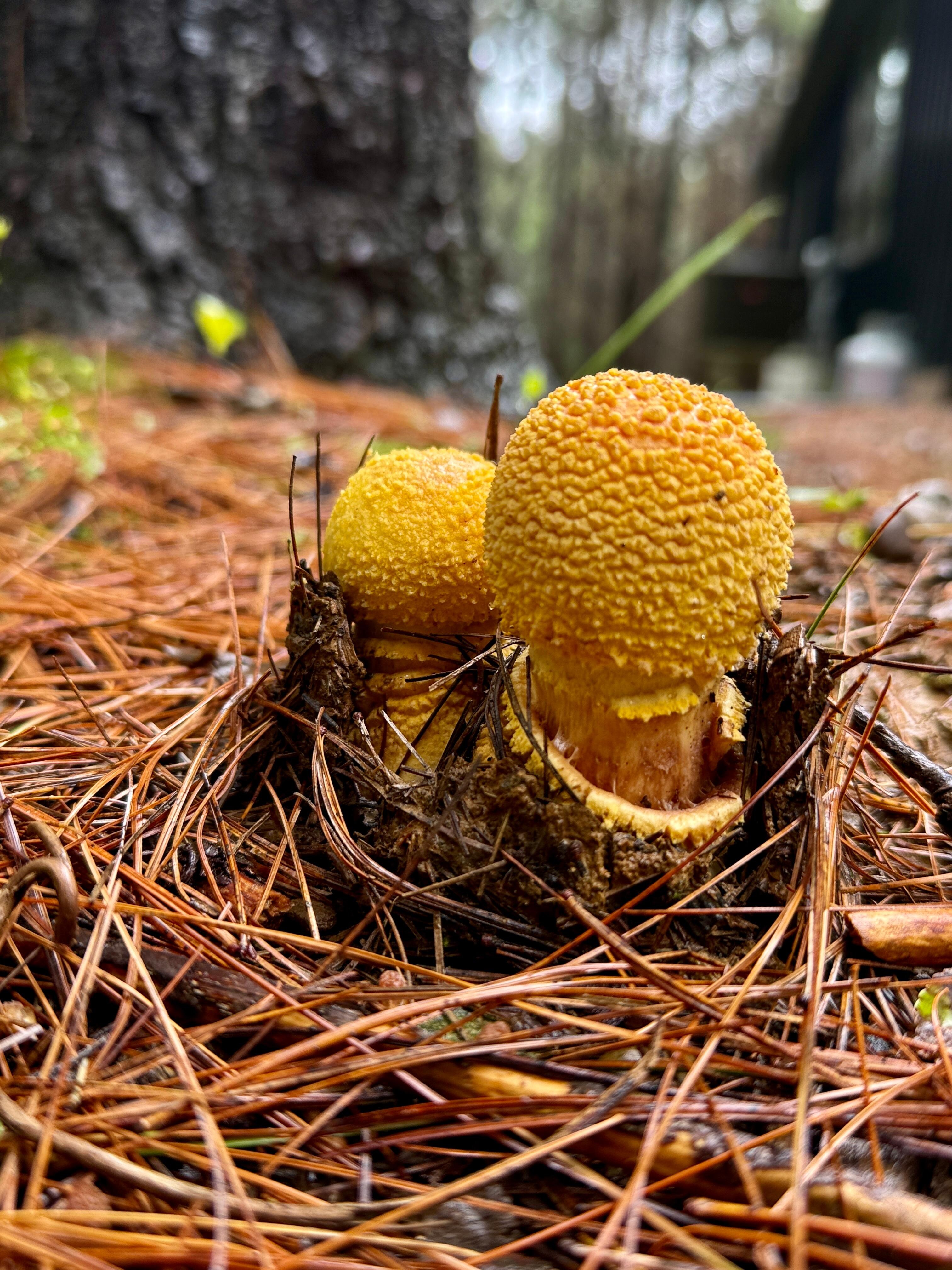 Mushrooms were out