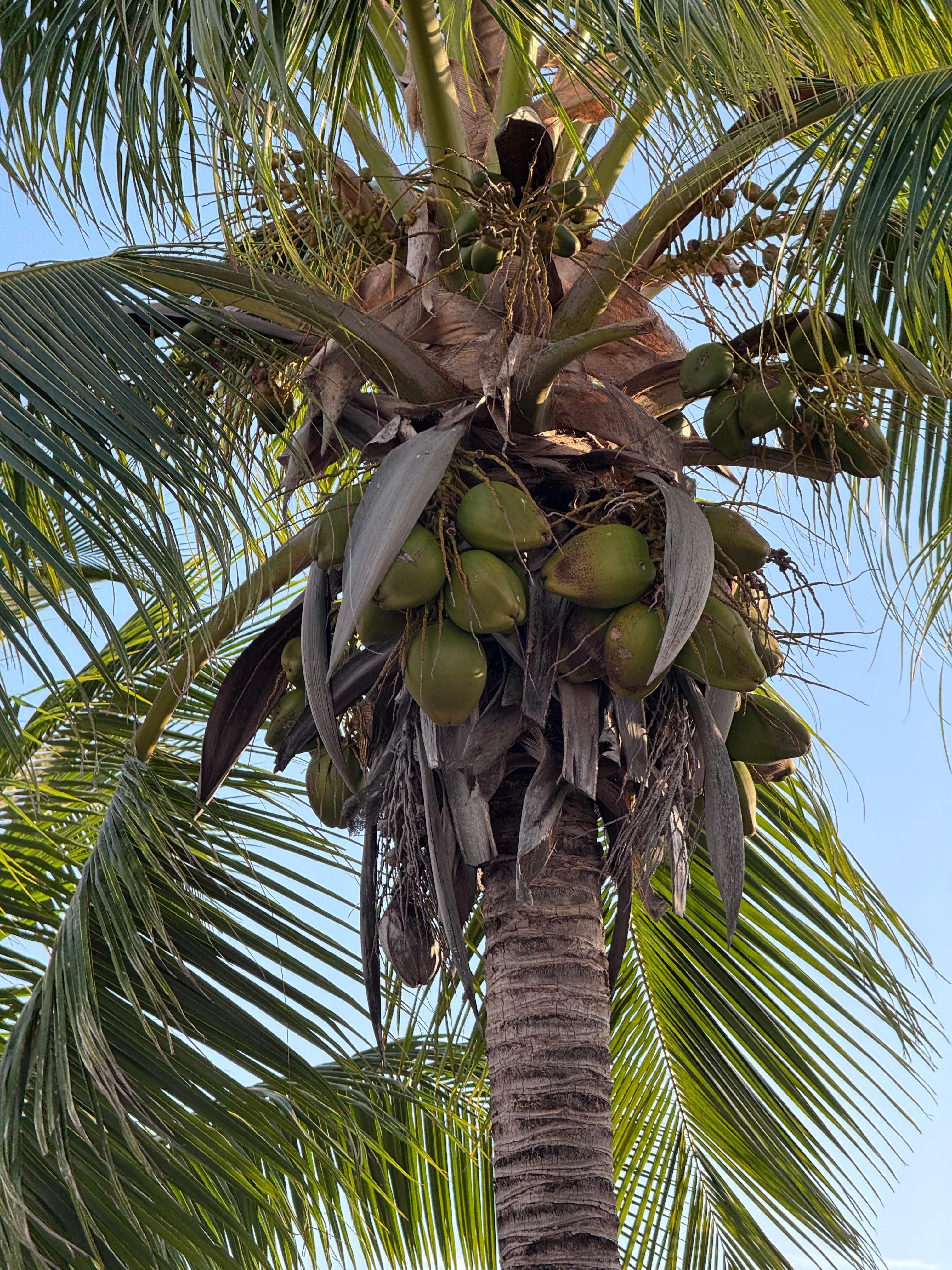 One of the many coconut trees on the property
