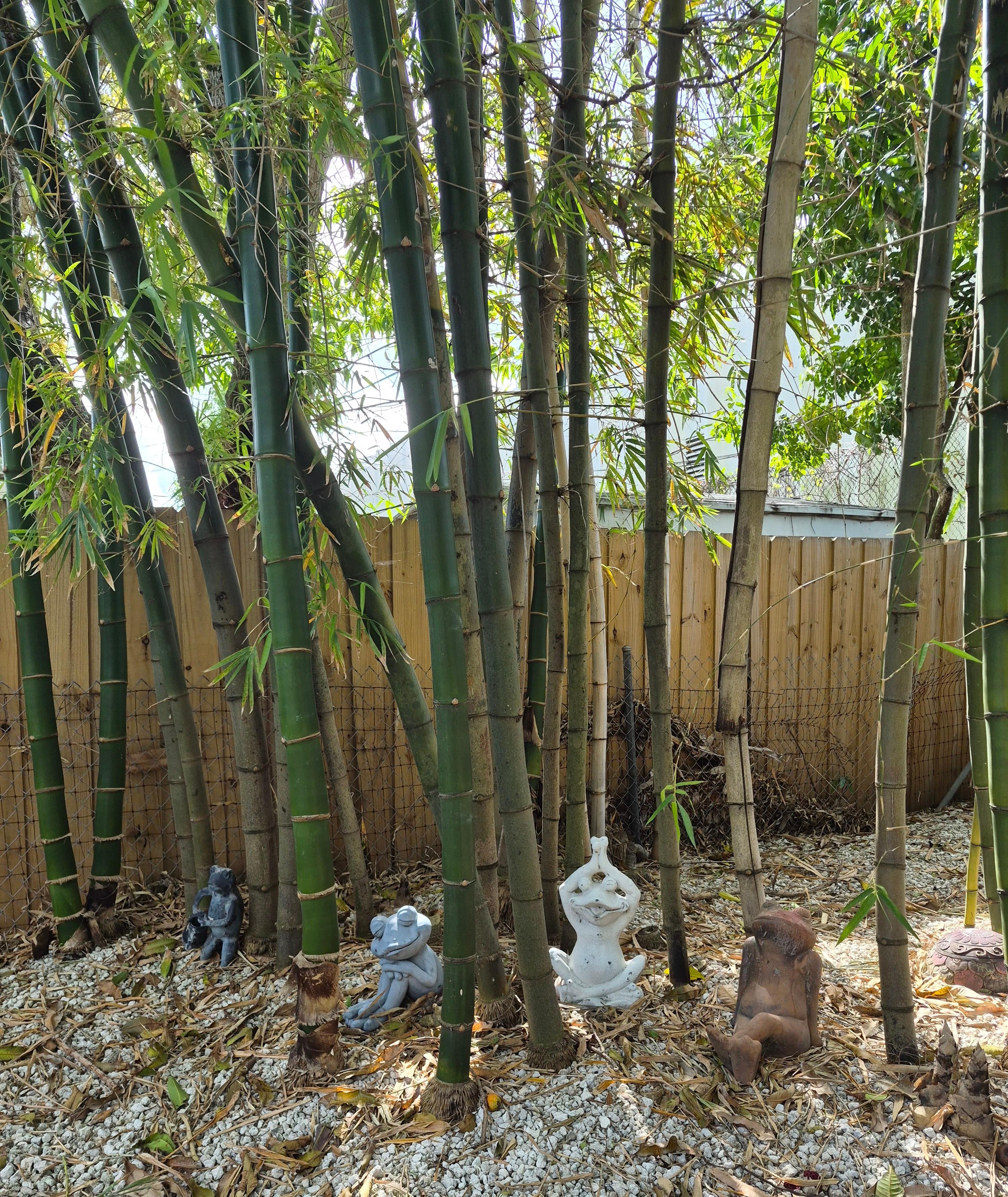 Backyard bamboo shade.