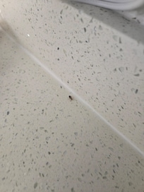 Roach on sink counter.