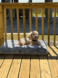 Great place if you have a dog. Amos loved it.