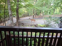 This is the deer that we've seen in front of our cabin. We just wanted to share it with you guys.