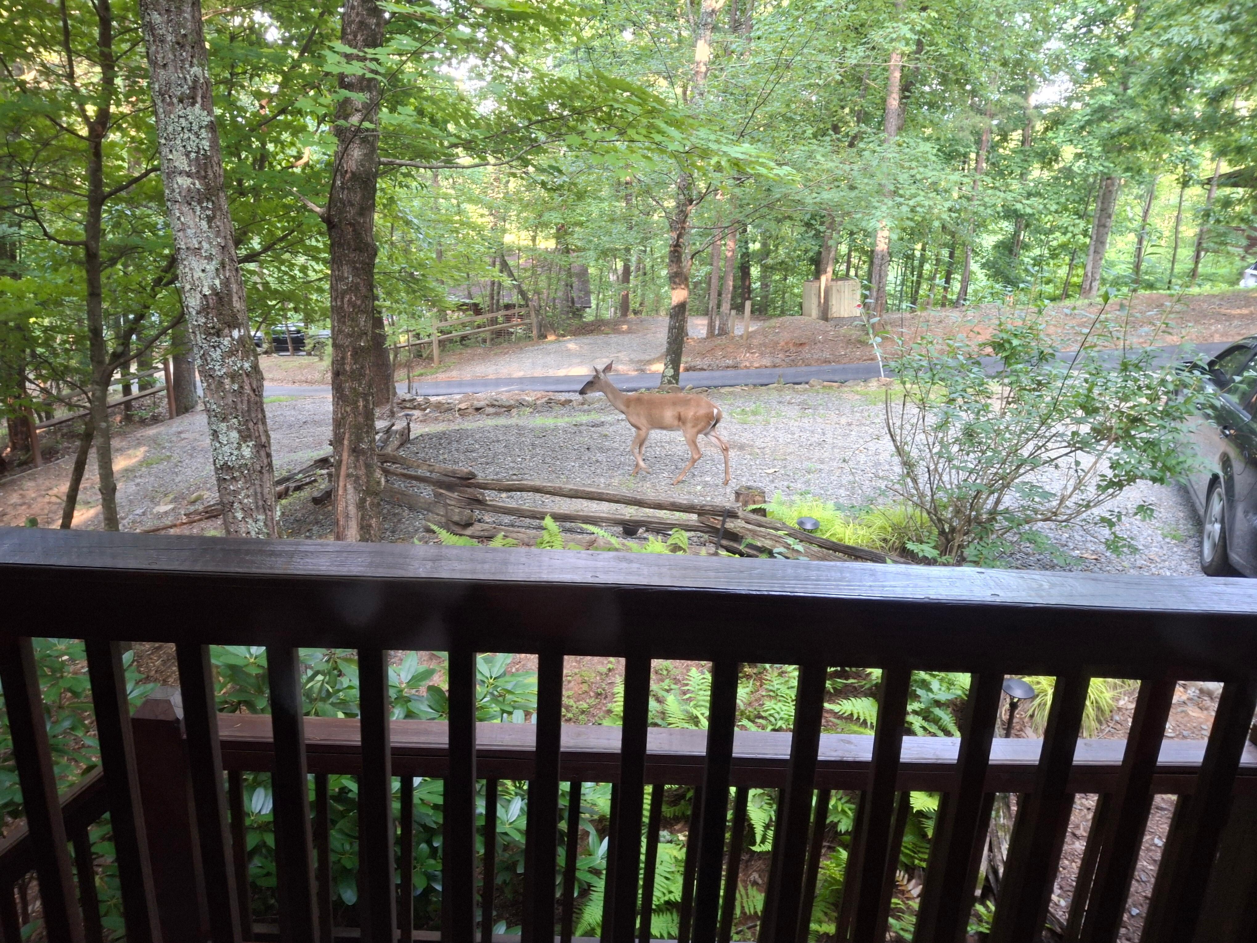This is the deer that we've seen in front of our cabin. We just wanted to share it with you guys.