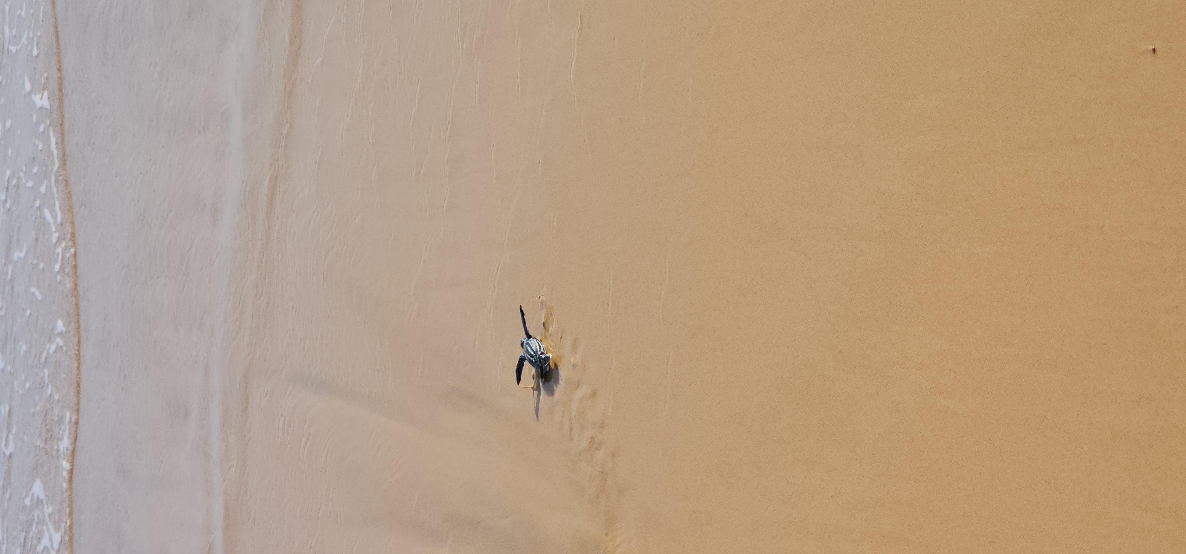 Baby turtles in tge morning