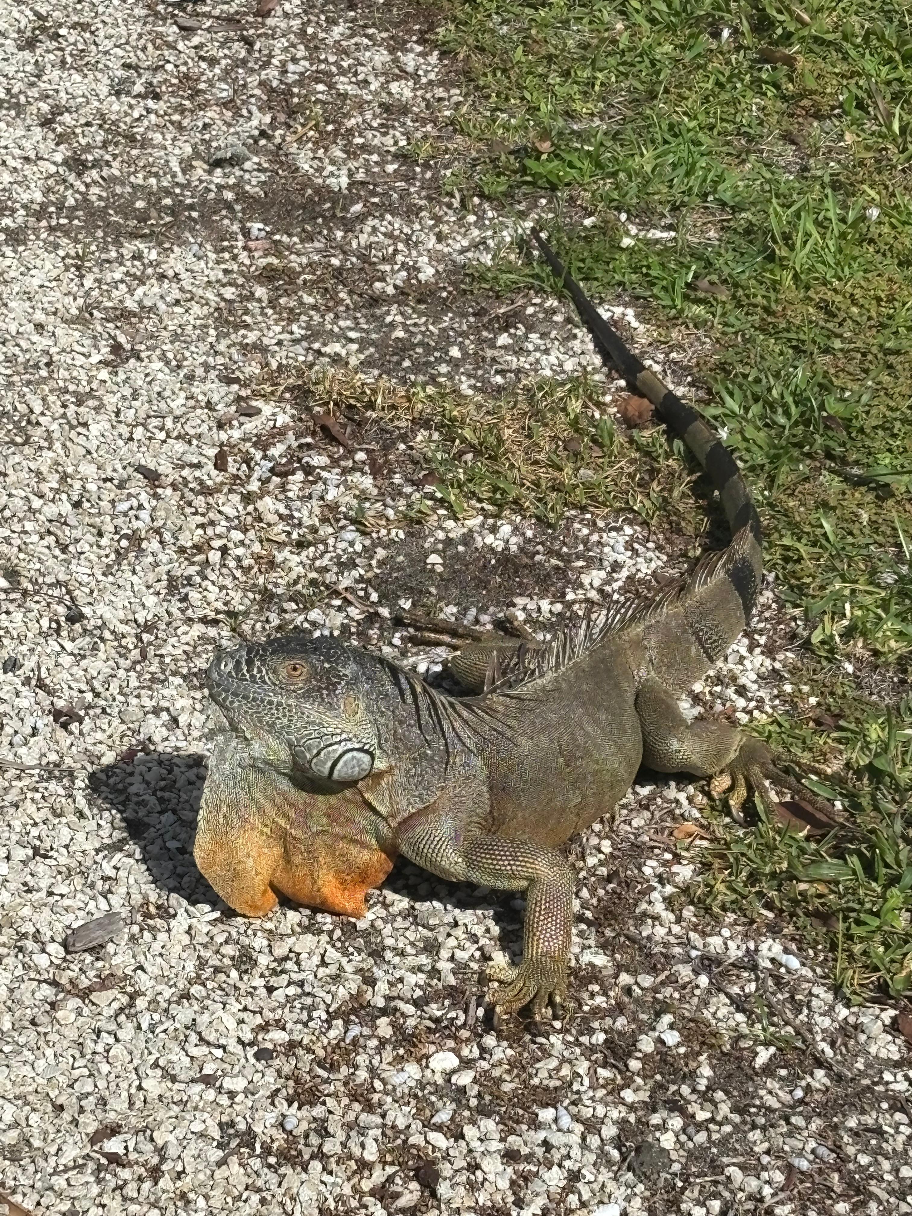 The resident lizard was an added bonus! 