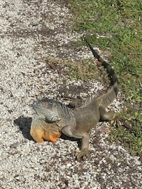 The resident lizard was an added bonus!