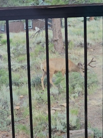 Big buck from deck