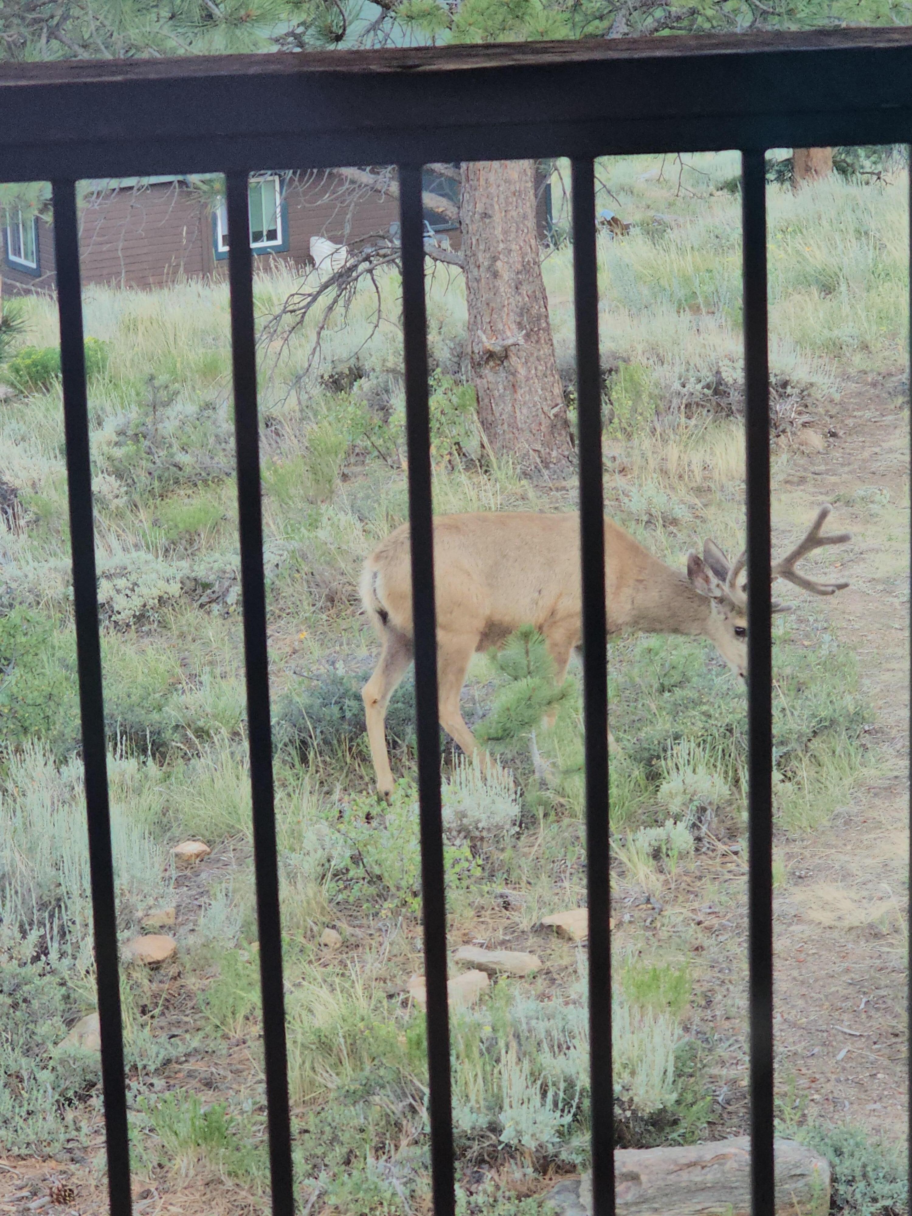 Big buck from deck