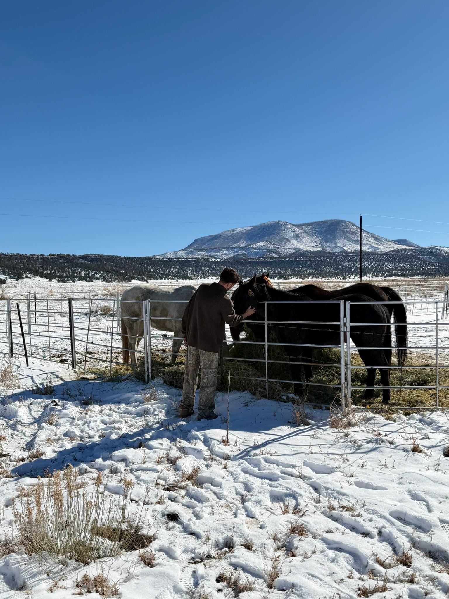 Horses in the front yard