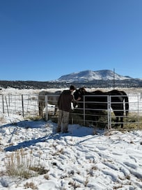 Horses in the front yard