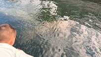 Chubby manatees