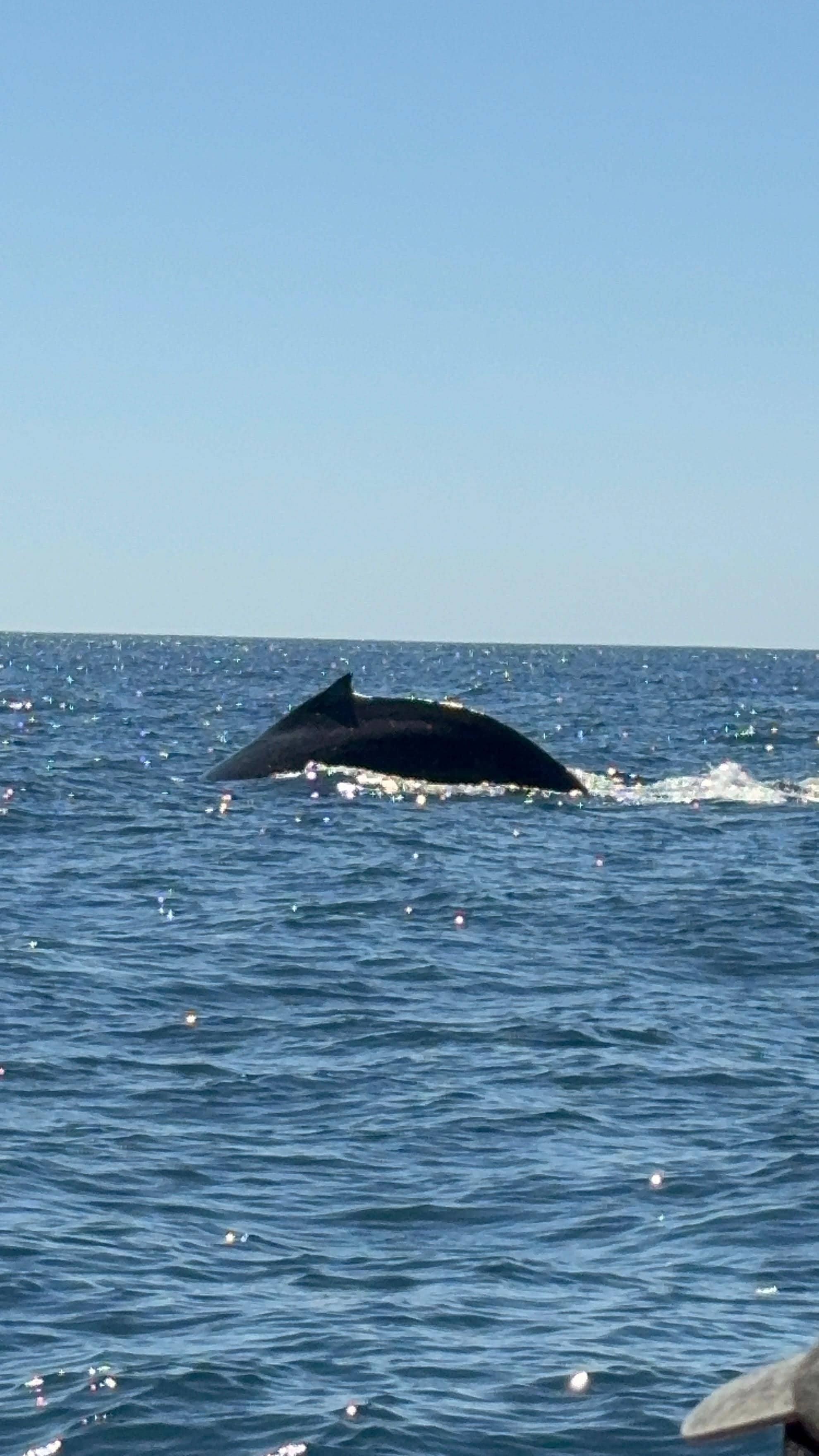 Humpback whale in one of the many breaches we witnessed during our 2.5 hour excursion 