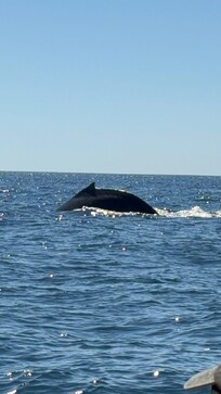 Humpback whale in one of the many breaches we witnessed during our 2.5 hour excursion