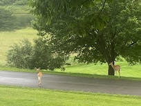 Saw some deer in the morning.