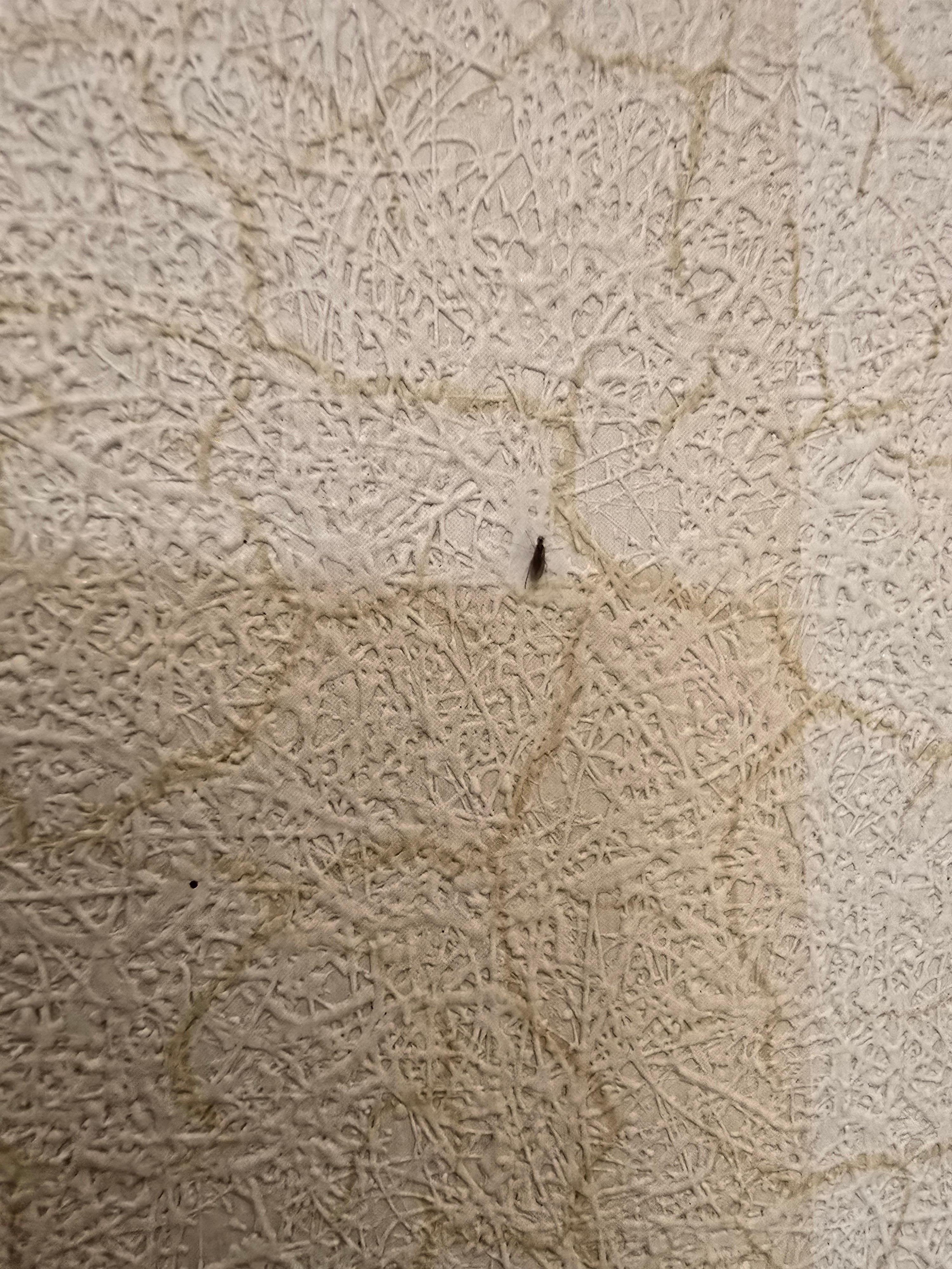 Another bug (different then the small fly and cockroaches)