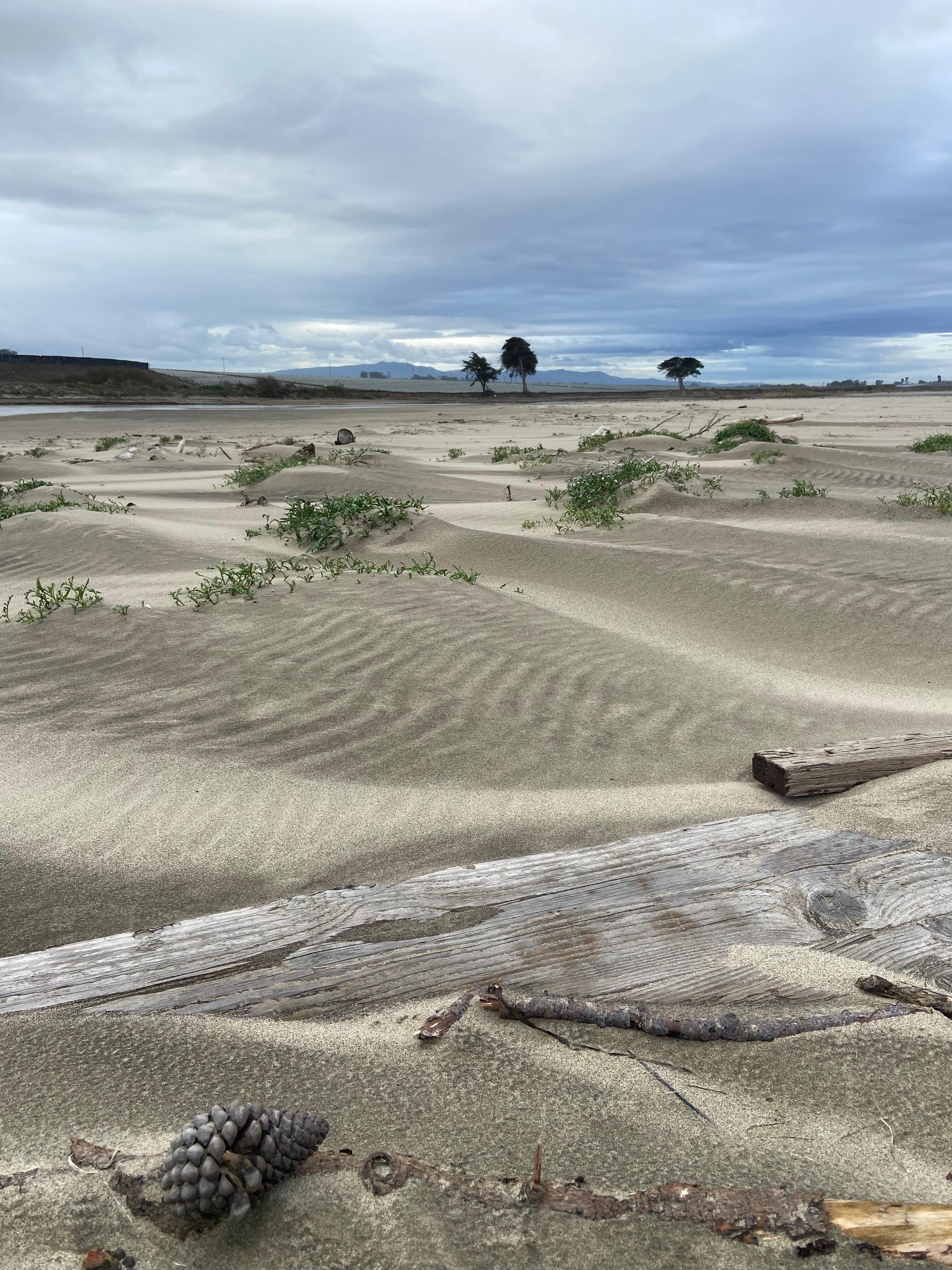 
Dune area where the slough runs into the ocean. Far south end of beach