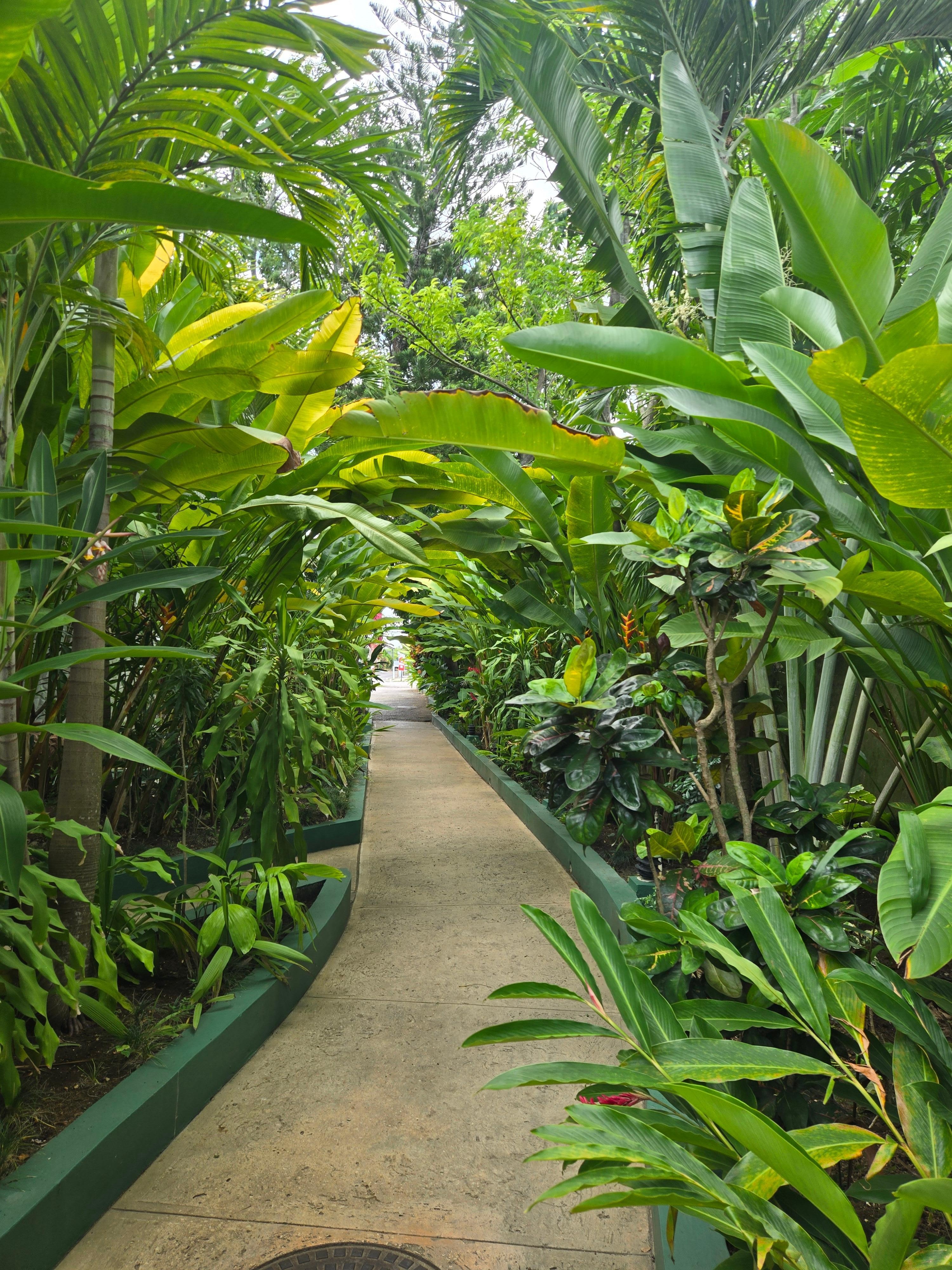 All walks from your apartment to the beach are through the lovely greenery. A bit more watering would be beneficial.