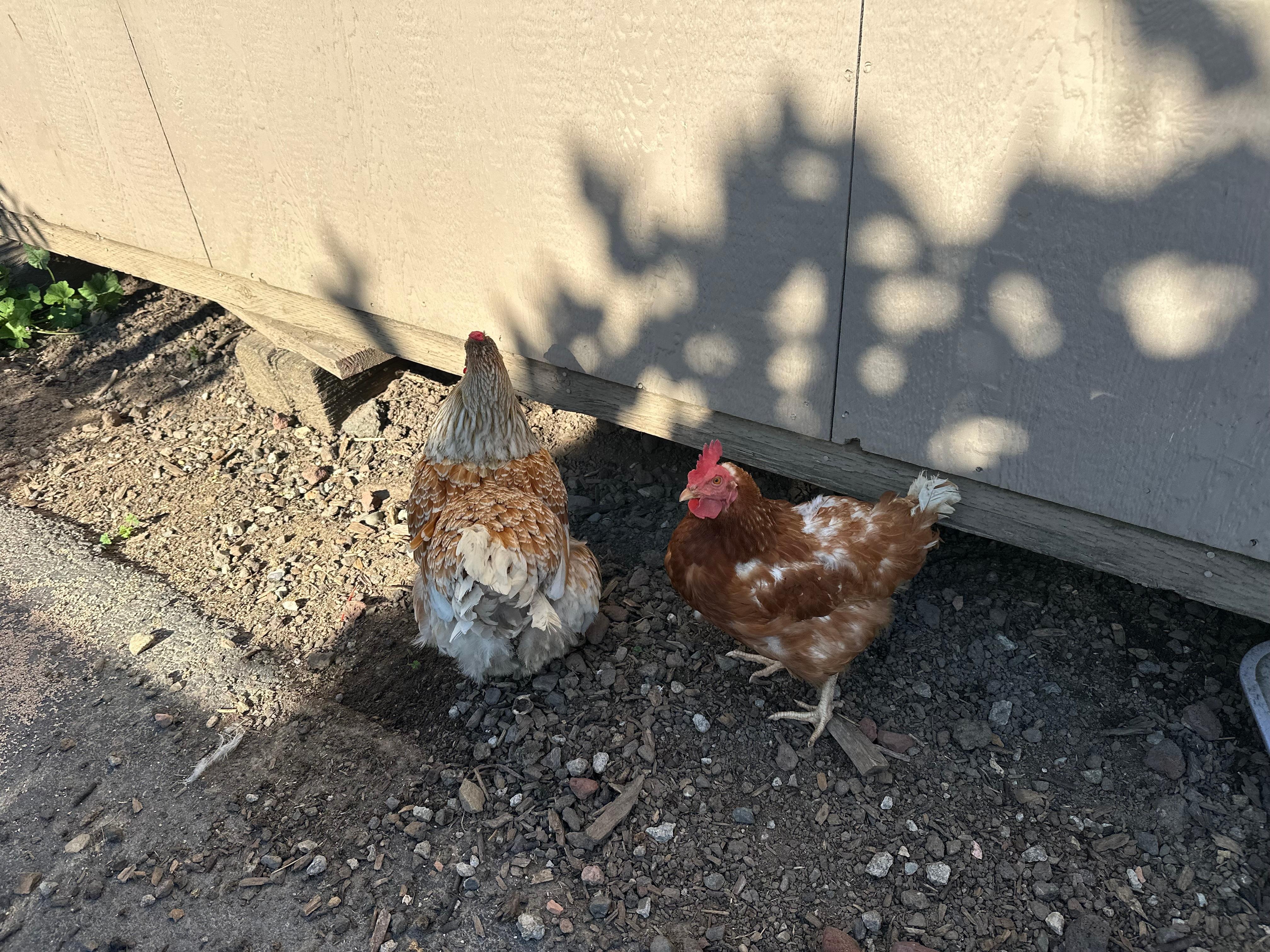 Chickens out back.