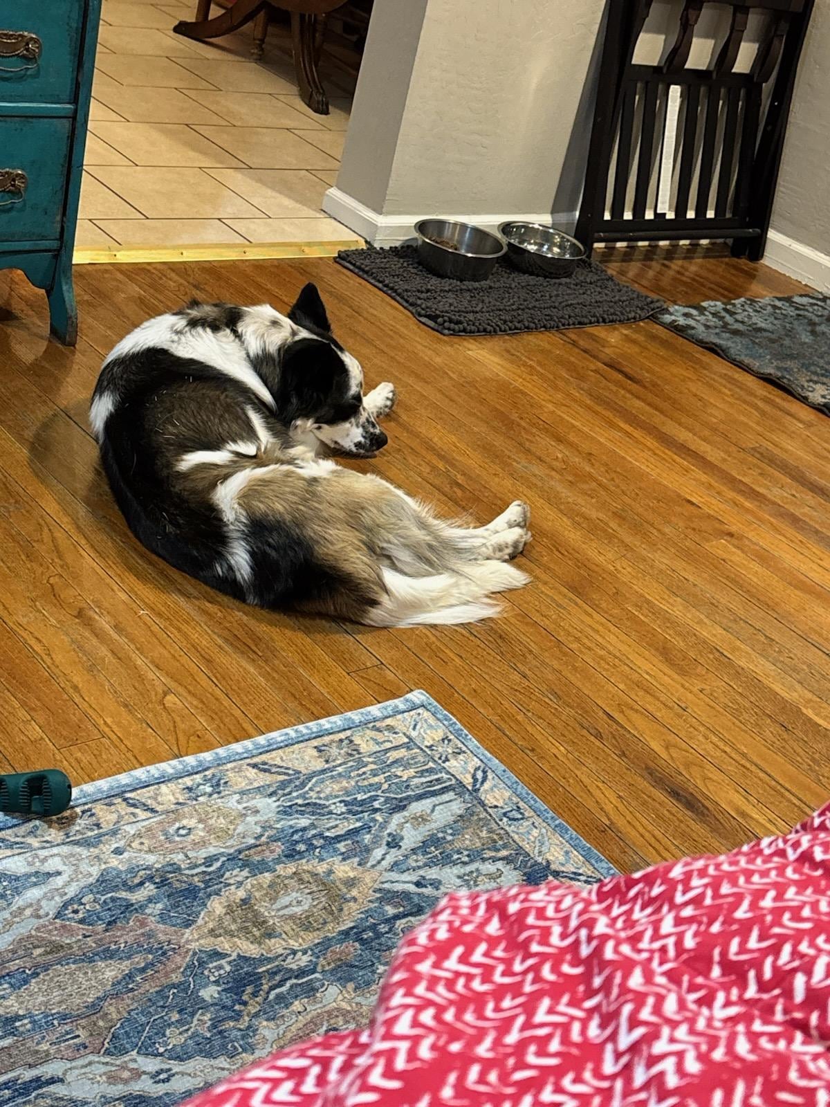 Our relaxed pup sleeping.