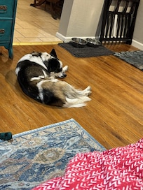 Our relaxed pup sleeping.