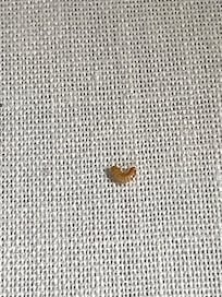 Worms found in bed and couch
