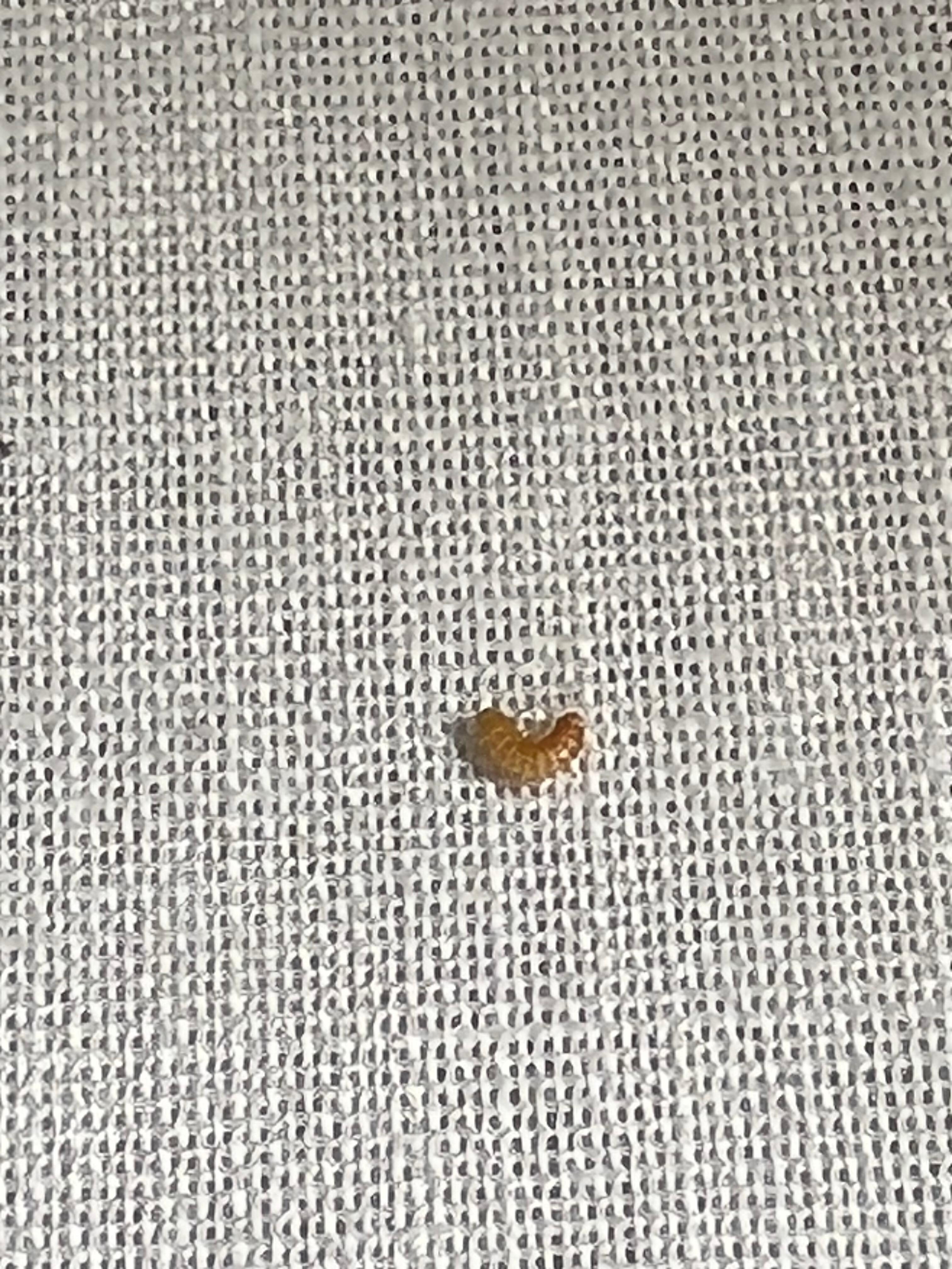 Worms found in bed and couch