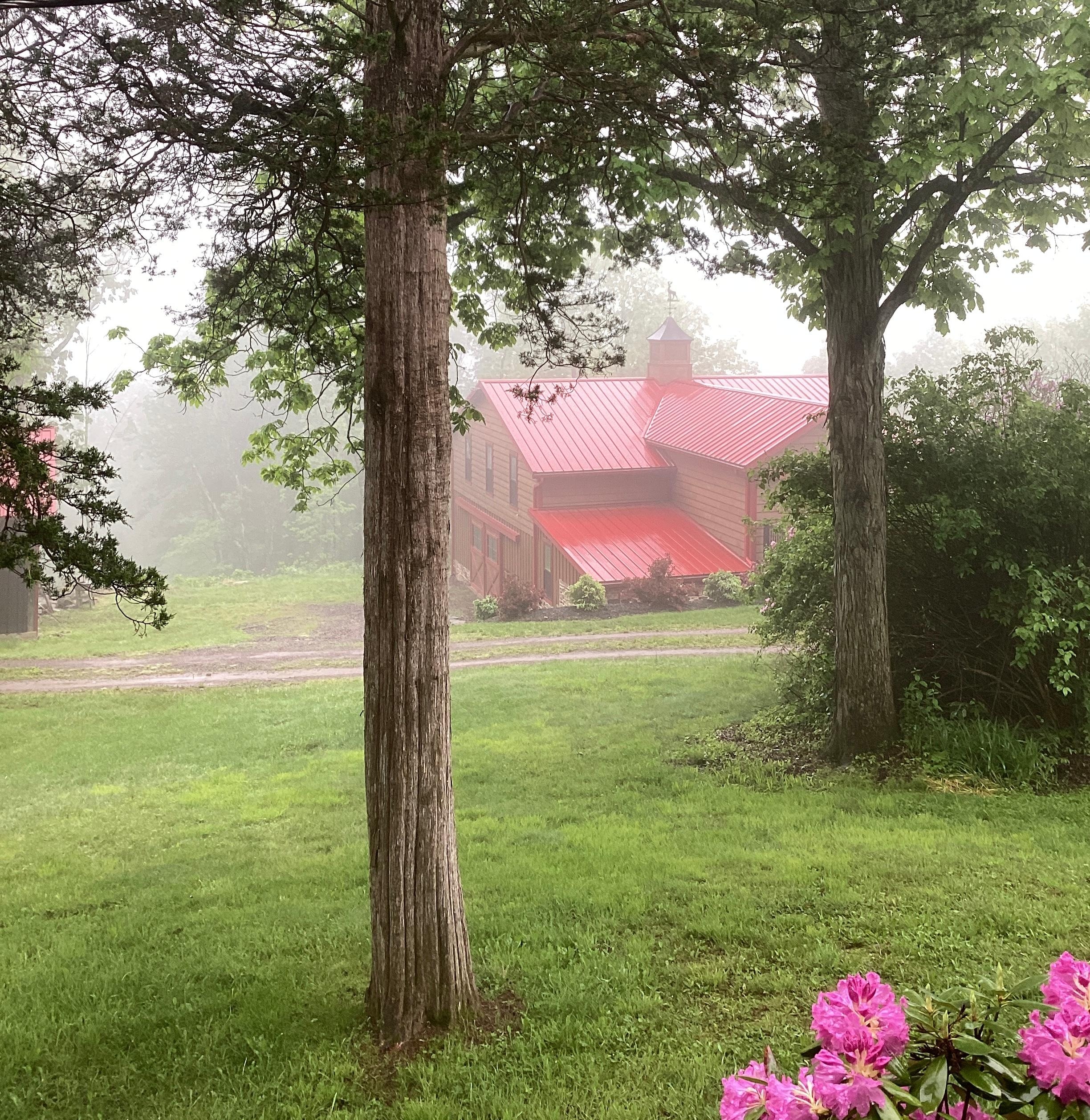 The mist in the morning