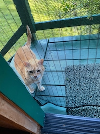 Can I come in please??