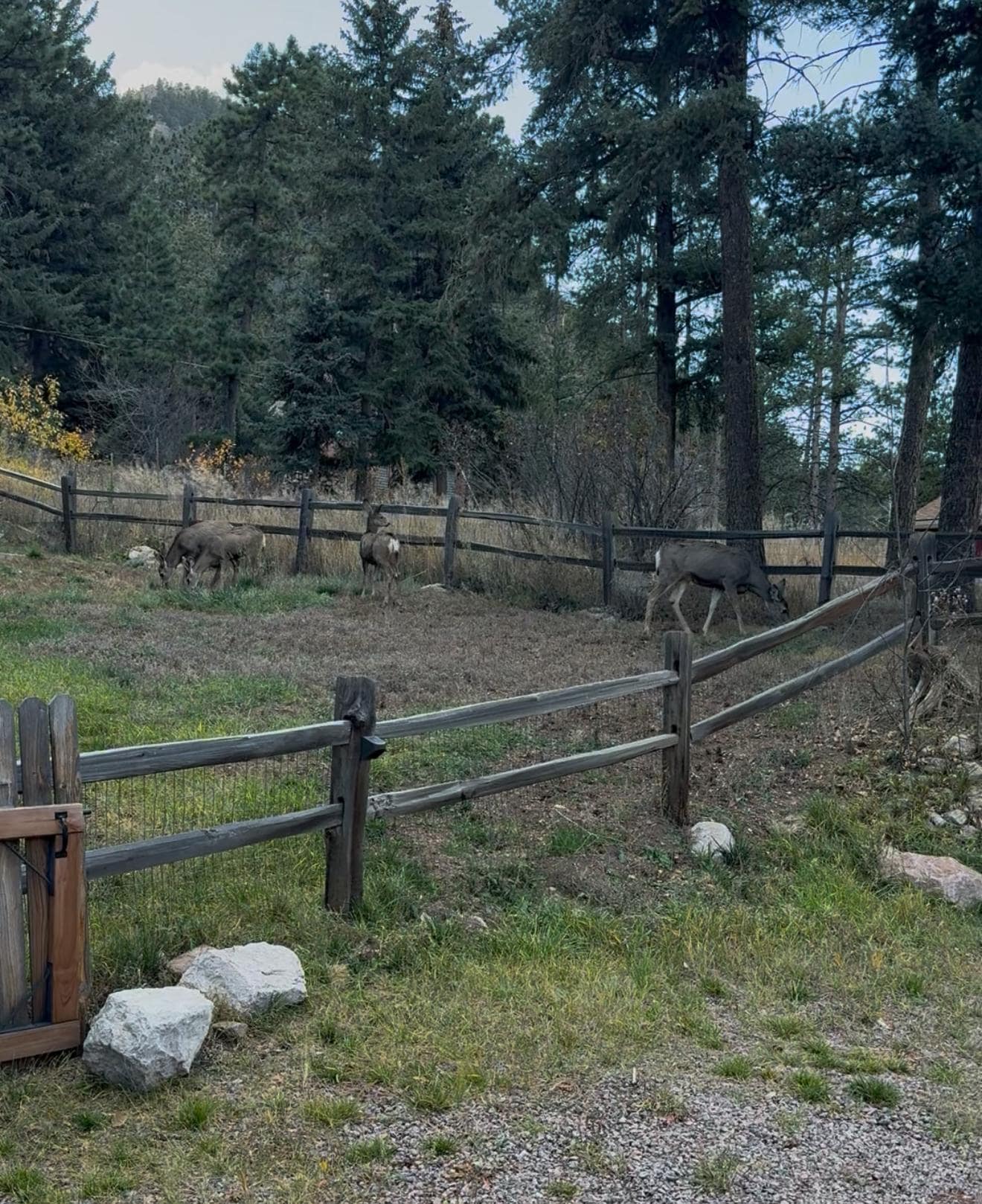 Family of deer who greeted us on arrival