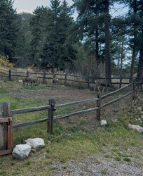 Family of deer who greeted us on arrival