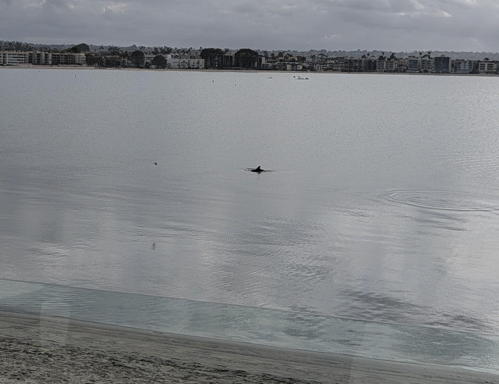 Dolphin in the bay