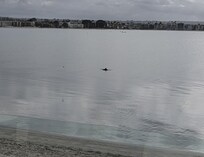 Dolphin in the bay