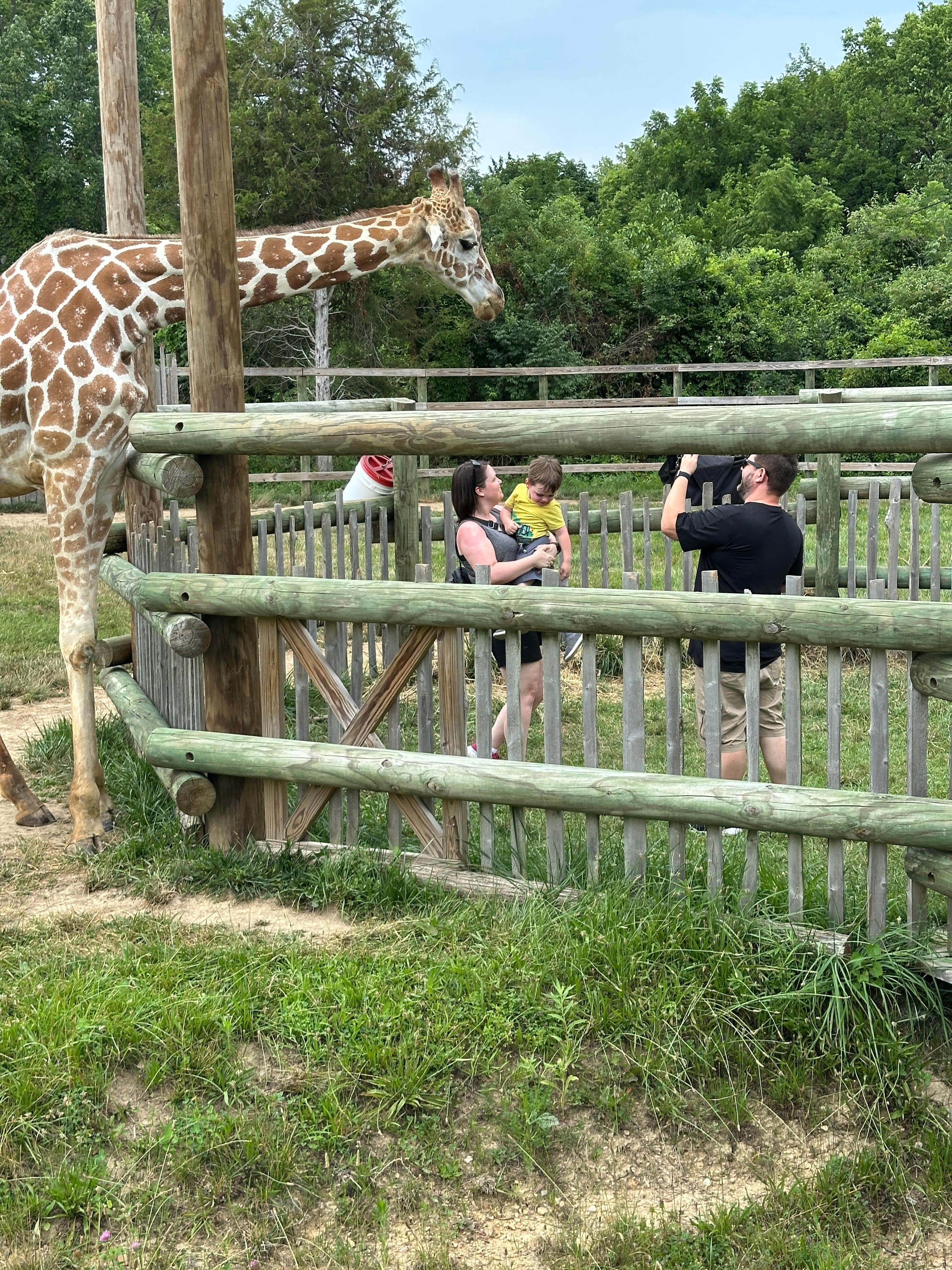 African Safari