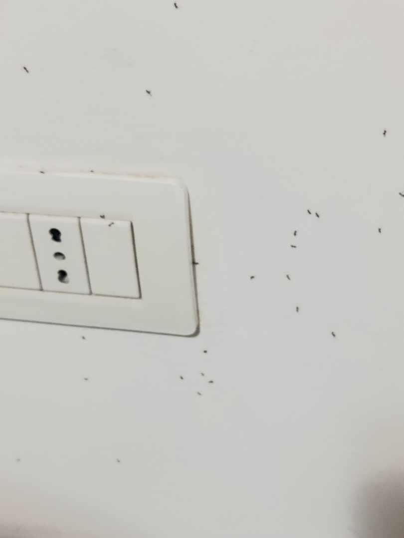 Ants