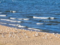 OVAL beach