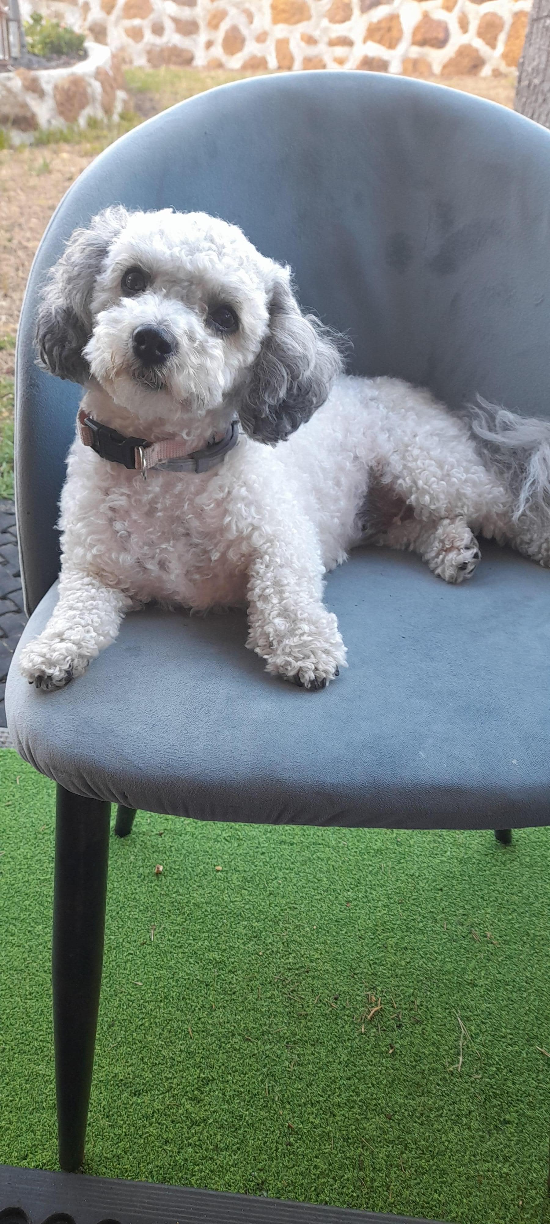 This is Bam bam who couldn't make it.