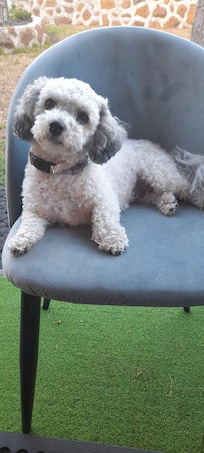 This is Bam bam who couldn't make it.