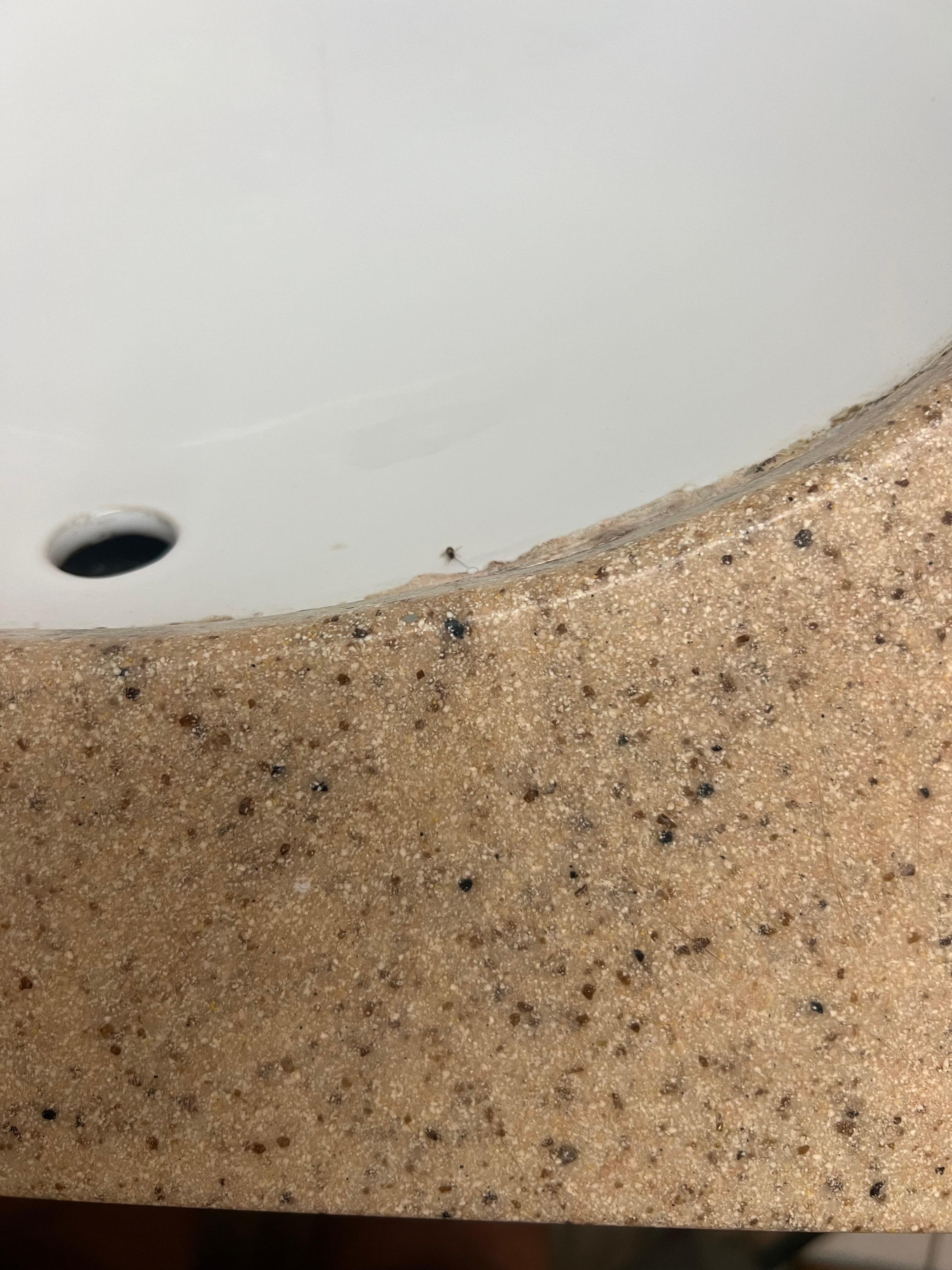 Bug in sink