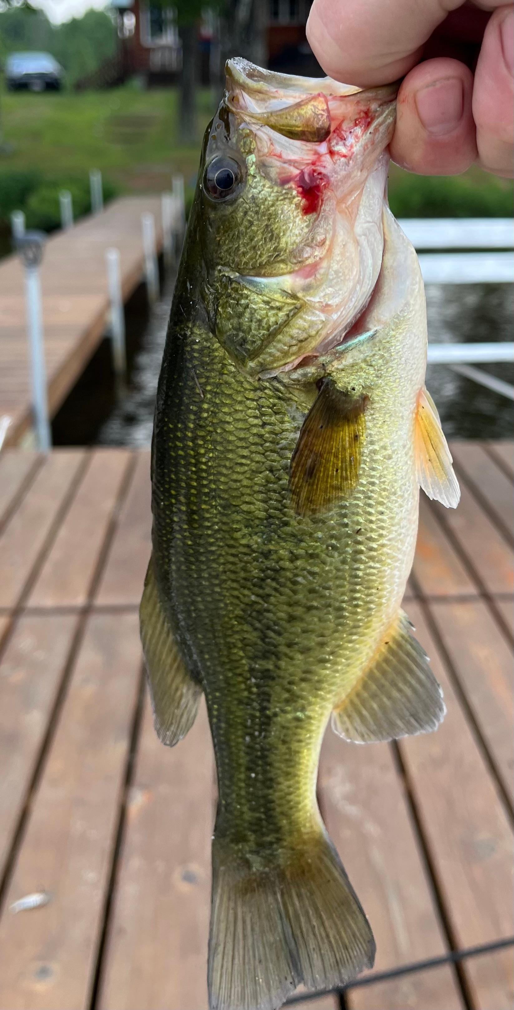 Good fishing off the pier - including bass