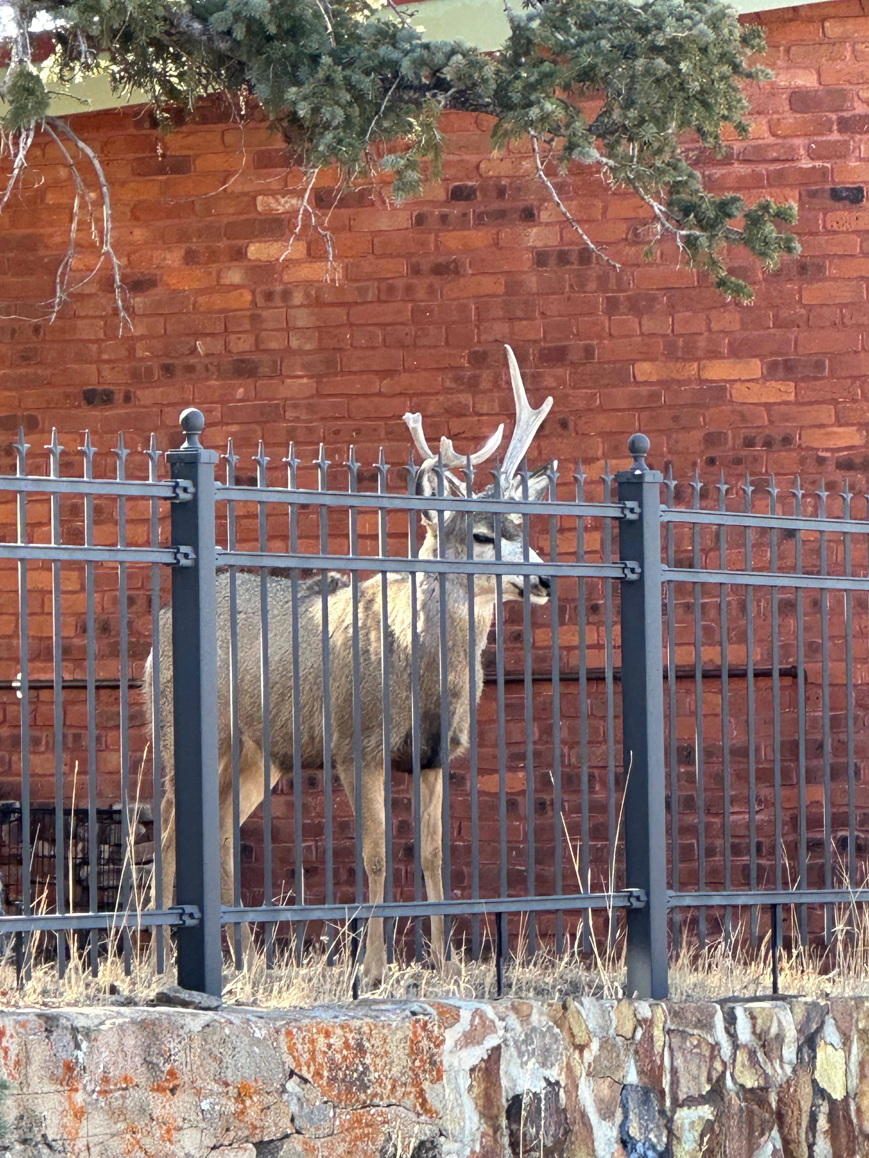 Mule deer across the street.