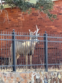 Mule deer across the street.