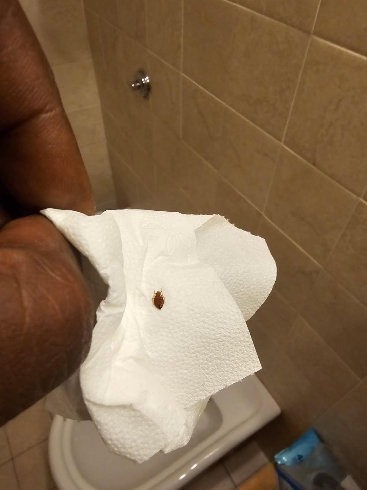 Took bedbug off mattress and sent pictures to management