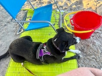 Whitecap beach is pet friendly 😊