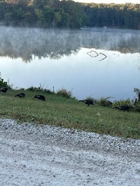 Wild turkies